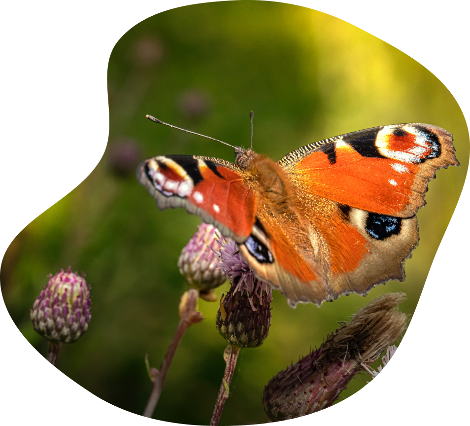An orange butterfly perches on a purple flower against a green background.
