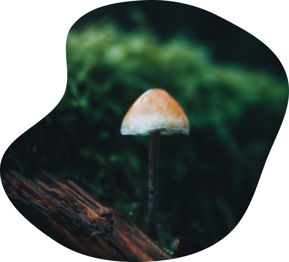 A photo of a small mushroom growing upwards on a brown log with a green background.