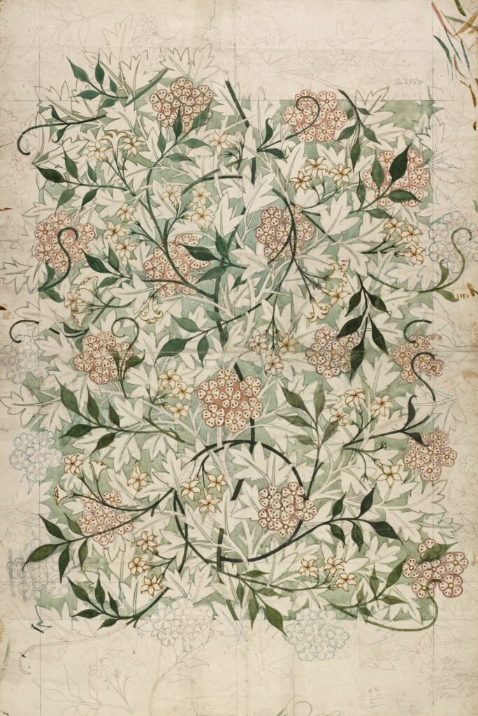 Vintage museum illustration of a plant with pinkish flowers and green tendril leaves.