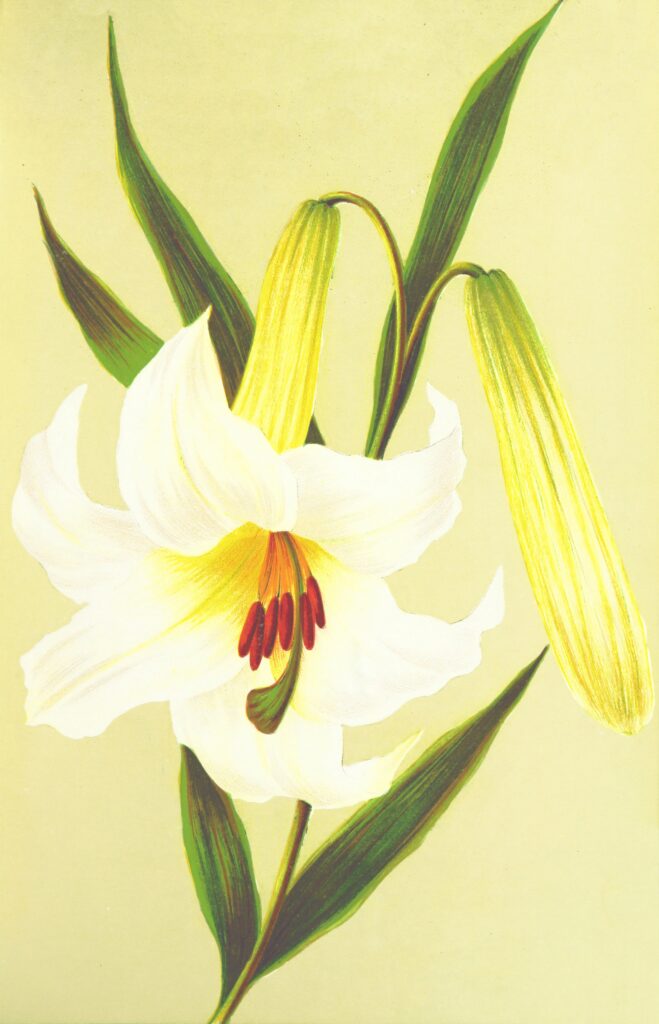Vintage botanical illustration of a lily. The flower is white with red inside and green leaves.