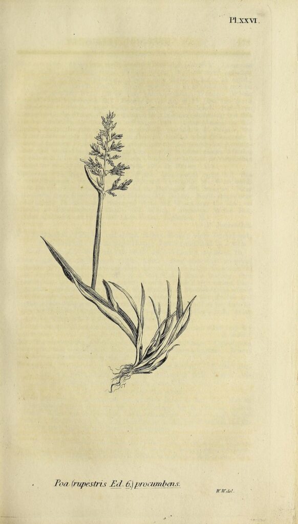 Vintage botanical drawing of a plant in grey pencil.