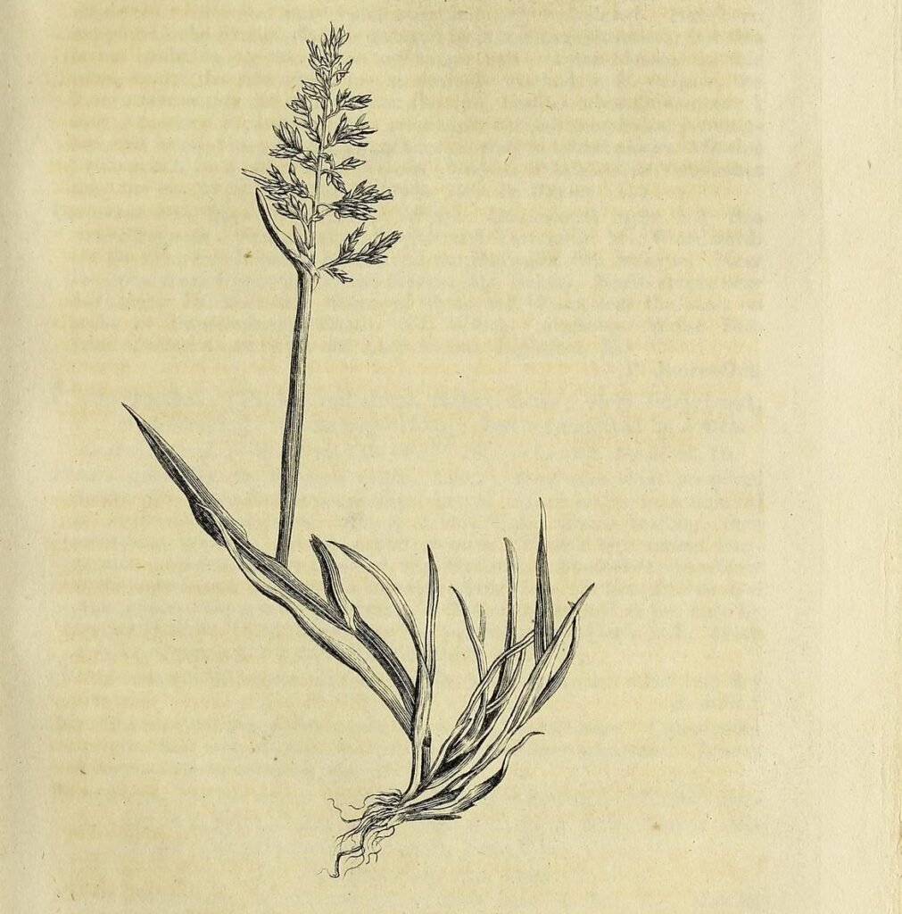Vintage botanical drawing of a plant in grey pencil.