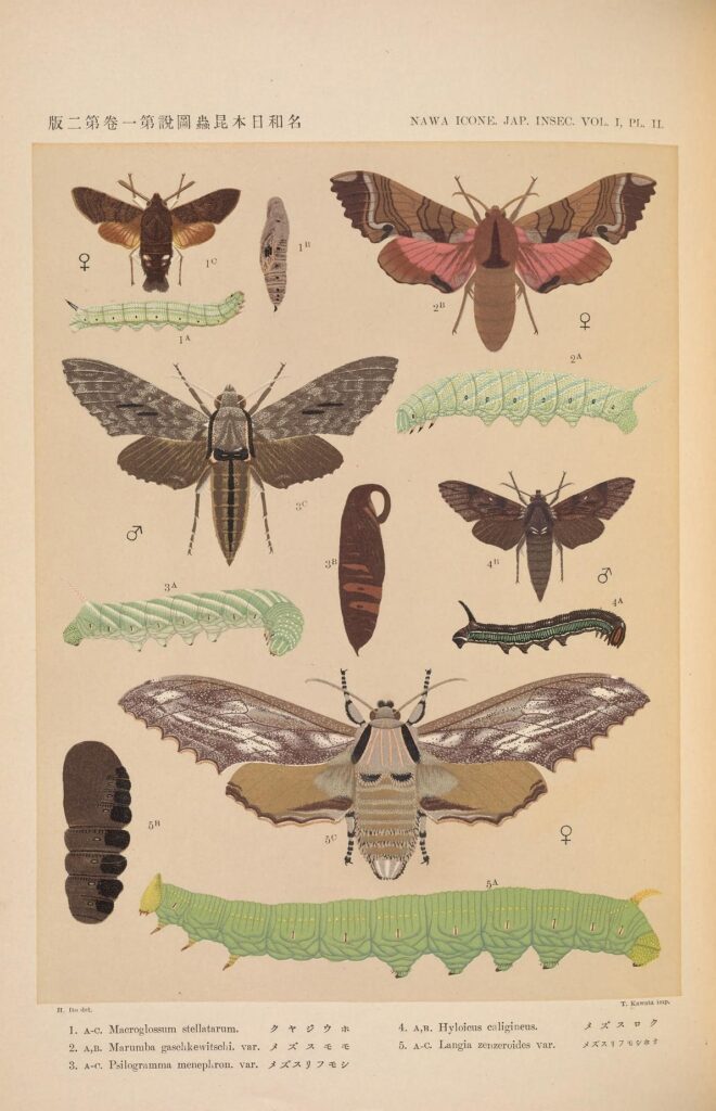 A vintage botanical illustration of various insects.