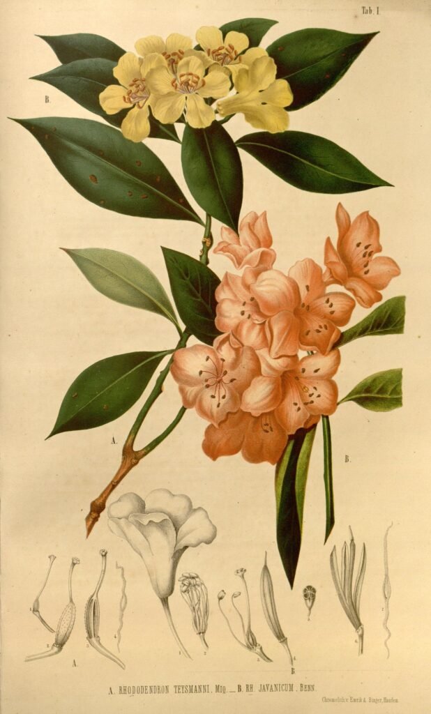 Illustration of yellow and pink flowers on plants with green leaves. Image sourced from the Biodiversity Heritage Library.